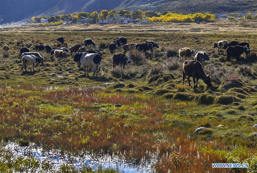 CHINA-TIBET-AUTUMN SCENERY (CN)