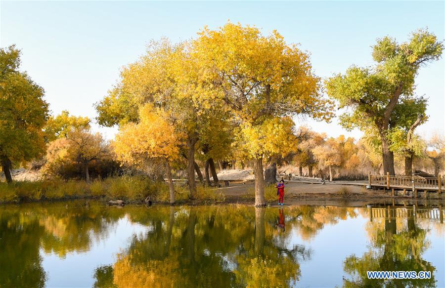 CHINA-INNER MONGOLIA-POPULUS EUPHRATICA-SCENERY (CN)