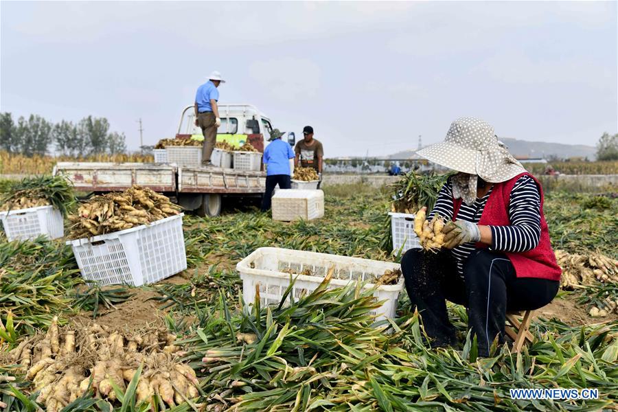 CHINA-SHANDONG-RUSHAN-GINGER HARVEST (CN)