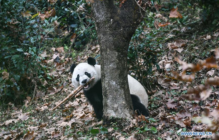 CHINA-SICHUAN-YA'AN-PANDA-RETURN (CN)