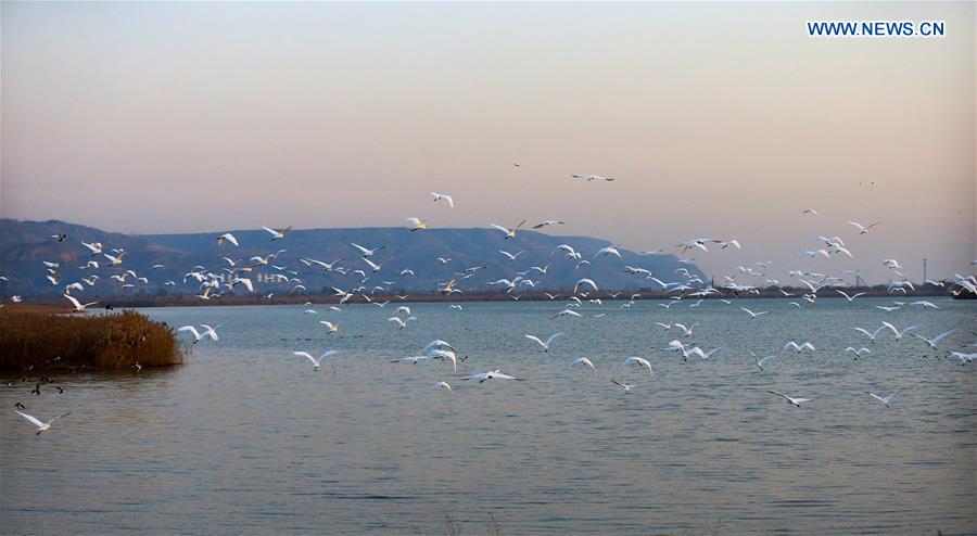 CHINA-SHAANXI-HEYANG-WETLAND-BIRDS (CN)