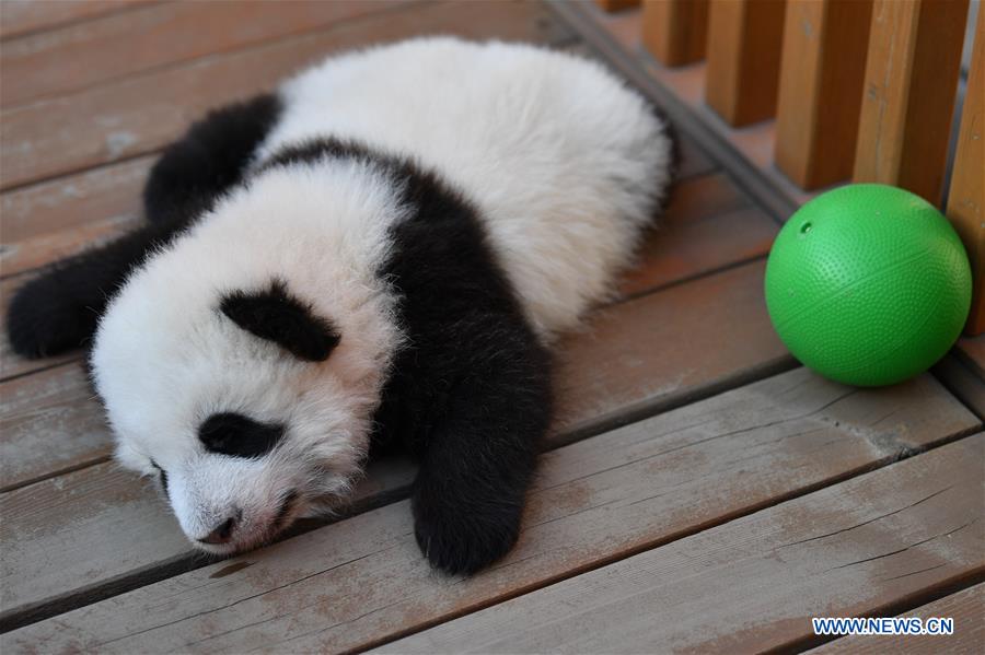 CHINA-SHAANXI-QINLING-GIANT PANDA KINDERGARTEN