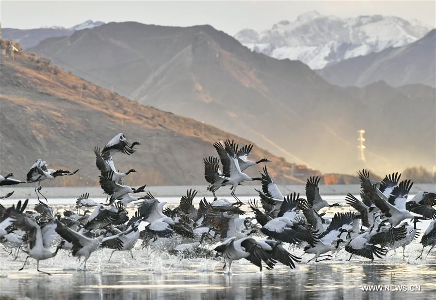 CHINA-LHASA-ECOLOGICAL PROTECTION-CRANES (CN)