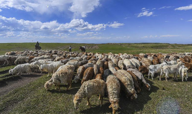 Herdsmen transfer livestock to summer pastures on Barlik Mountain, NW China's Xinjiang