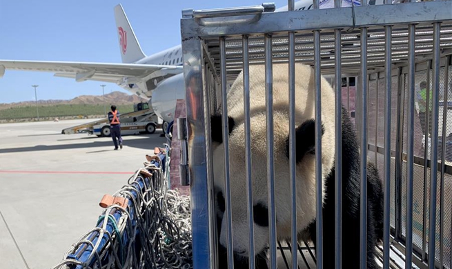 Pandas first settle down in China's plateau city