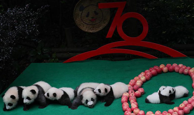 Seven giant panda cubs meet public in China's Sichuan