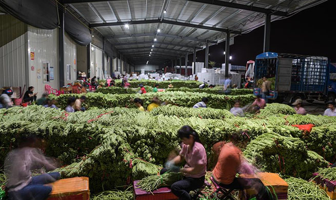 In pics: vegetable production hub in south China's Hainan