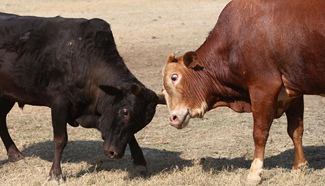 Local villagers watch bull fight in Betrawati, Nepal