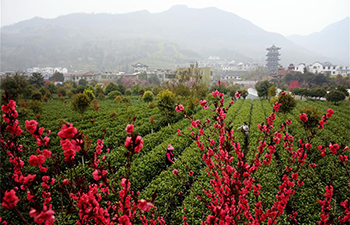 Farmers busy harvesting tea leaves ahead of Qingming Festival in NW China