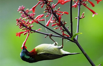 Sunbird gathers honey at Fuzhou National Forest Park