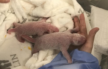 First-ever twin panda cubs born in German zoo