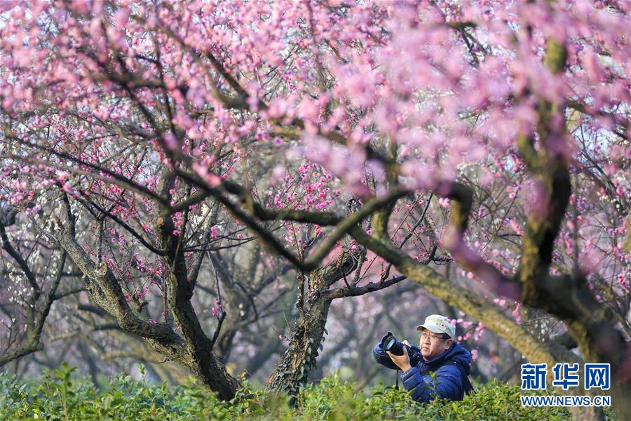 #（社會(huì)）（1）江蘇南京：梅花綻放引客來(lái)