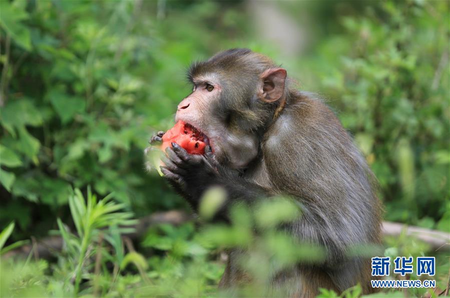 #（環(huán)境）（6）動物避暑有妙招