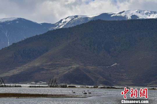 圖為在納帕海濕地棲息的候鳥。　劉冉陽 攝