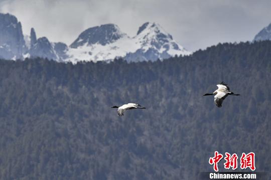 圖為在納帕海濕地上空飛翔的黑頸鶴?！⑷疥?攝