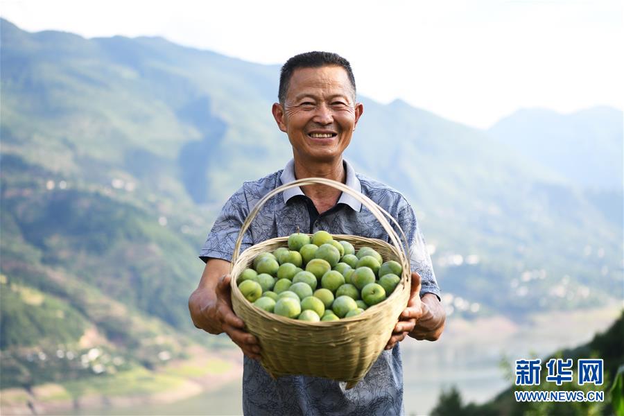 （在習(xí)近平新時(shí)代中國(guó)特色社會(huì)主義思想指引下——新時(shí)代新作為新篇章）（10）重慶巫山：“生態(tài)寶貝”變身“搖錢樹”