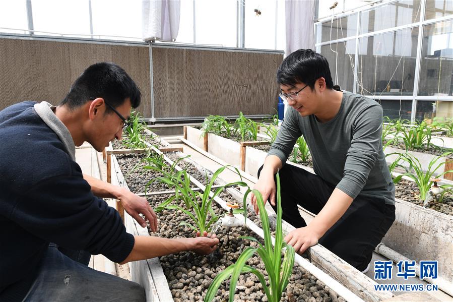 （在習(xí)近平新時代中國特色社會主義思想指引下——新時代新作為新篇章·圖文互動）（5）在綠色田野上書寫青春答卷——幾位“新農(nóng)民”的返鄉(xiāng)創(chuàng)業(yè)故事