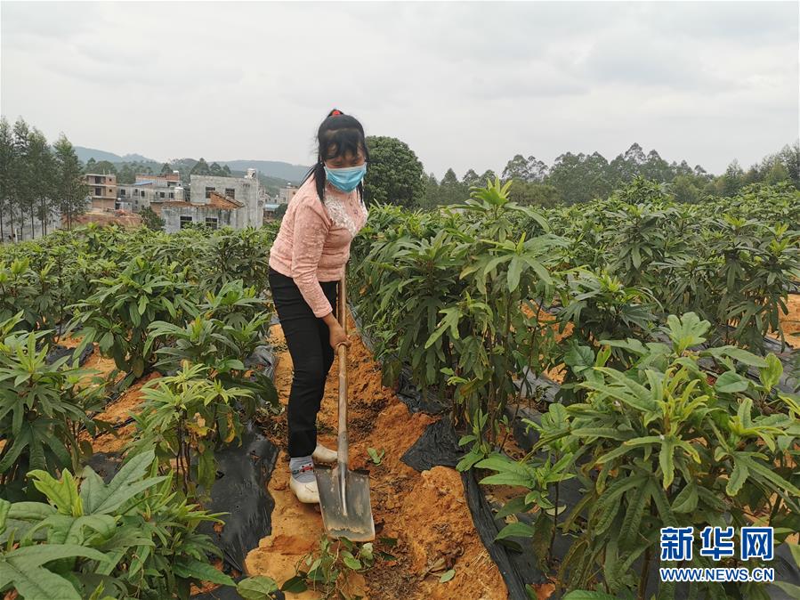 （圖文互動）（4）與疫情抗?fàn)?與春光同行——廣西農(nóng)村春耕備耕一線觀察