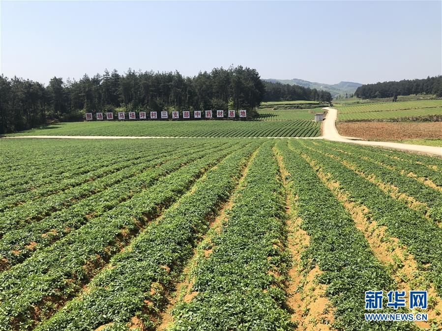 （決戰(zhàn)決勝脫貧攻堅·圖文互動）（6）田野“變奏”讓薄土“生金”——貴州農(nóng)村產(chǎn)業(yè)革命助推脫貧攻堅見聞