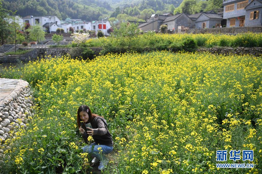 （新華全媒頭條·圖文互動）（10）紅土地上的“綠色減貧”決戰(zhàn)——大別山“將軍縣”金寨脫貧紀實