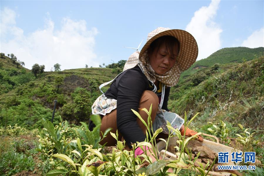 （新華全媒頭條·圖文互動(dòng)）（14）初夏，循著總書記的腳步探訪產(chǎn)業(yè)扶貧新事