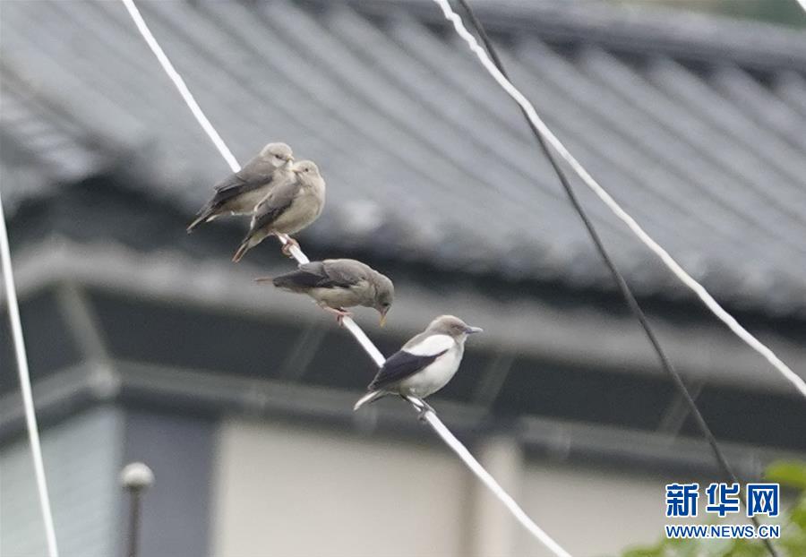 （新華網(wǎng)·圖文互動）（1）云南保山首次記錄到國家重點保護野生動物白頭鷂