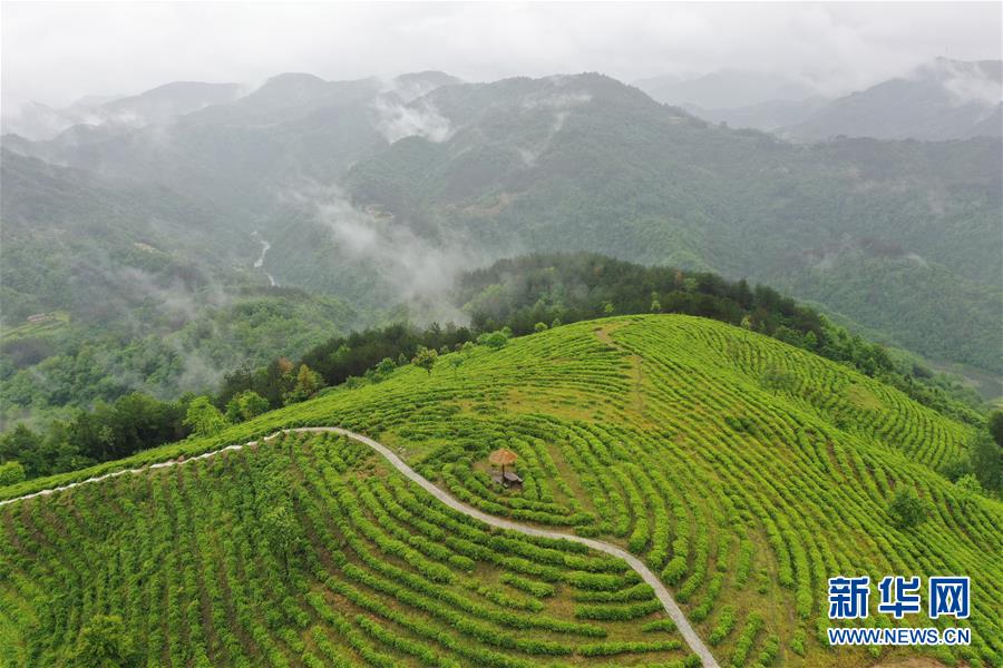 （走向我們的小康生活·圖文互動(dòng)）（8）綠了青山，紅了日子——秦巴山區(qū)群眾繪出小康“調(diào)色板”