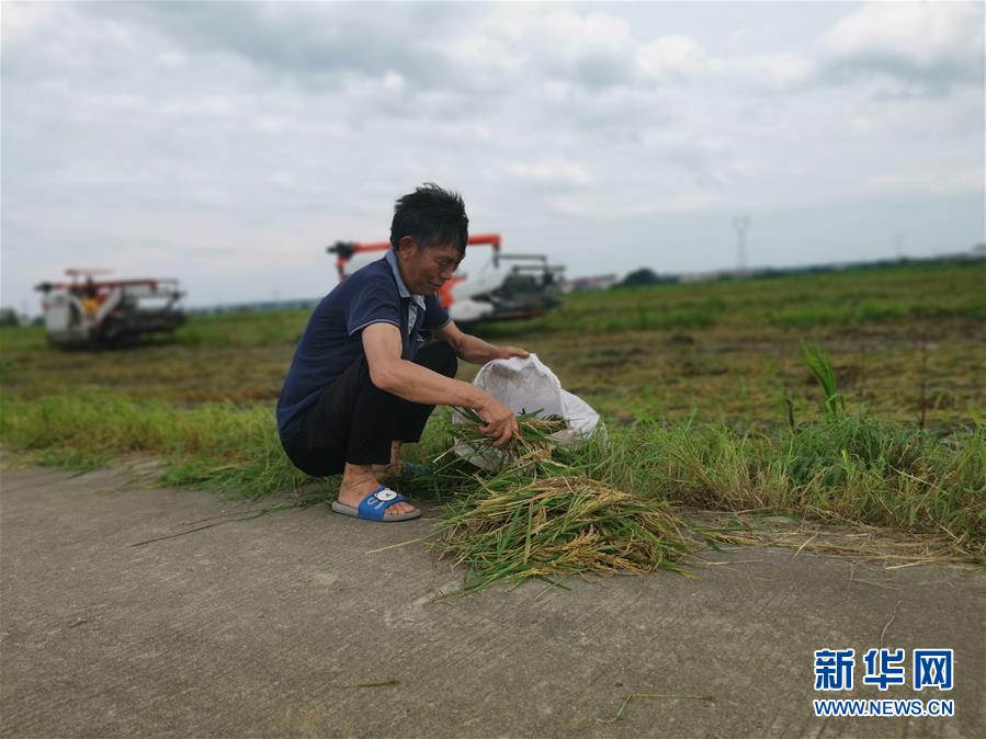 （新華視點(diǎn)·聚焦餐桌外的浪費(fèi)·圖文互動(dòng)）（1）顆粒歸倉(cāng)為何難實(shí)現(xiàn)？我國(guó)糧食收割環(huán)節(jié)損失驚人