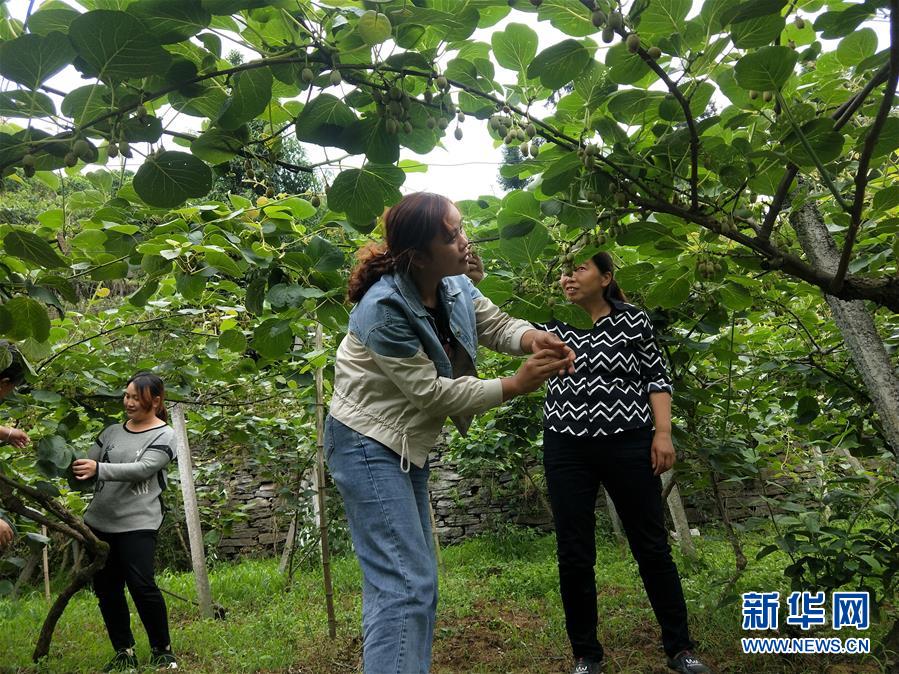 （新華全媒頭條·圖文互動）（10）初夏，循著總書記的腳步探訪產(chǎn)業(yè)扶貧新事