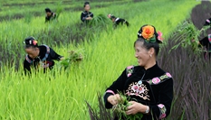 貴州臺江：陽芳村民種出五彩生活