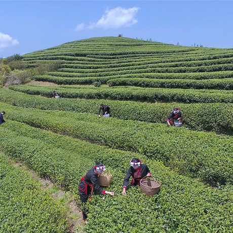 福建福鼎：春茶飄香