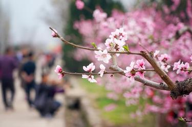 陜西西安：桃花灼灼斗春芳