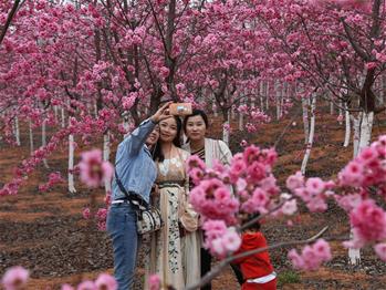 櫻花漫山，一份14年的等待