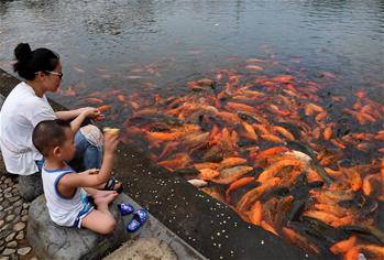 福建福鼎：桐山溪畔人魚(yú)同樂(lè)