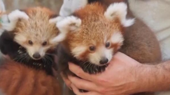 澳動(dòng)物園小熊貓幼崽出門遛彎