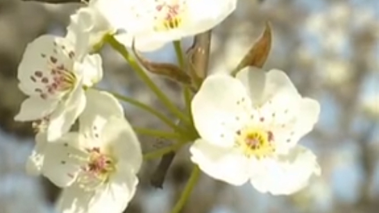 安徽碭山：萬畝梨花開 踏青正當(dāng)時(shí)