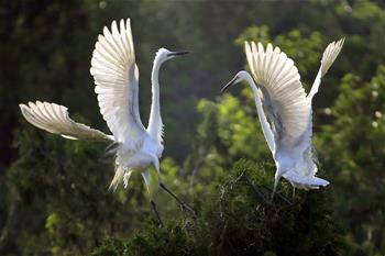 江蘇盱眙：鷺鳥(niǎo)舞翩翩