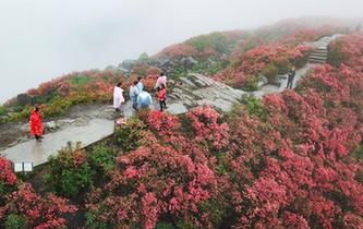 貴州丹寨漫山杜鵑紅遍